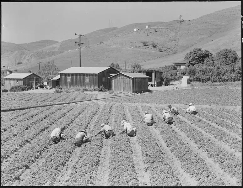 Dorothea Lange, Japanese farm workers, 1942